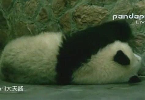 hilarious panda videos|panda sneezing video.